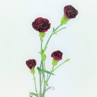 CARNATION MINI BURGUNDY  