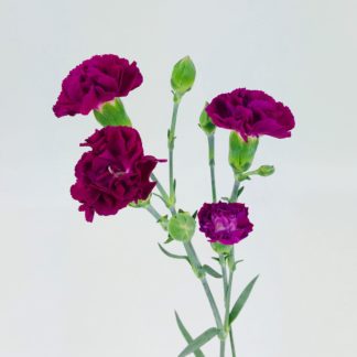 CARNATION MINI PURPLE  
