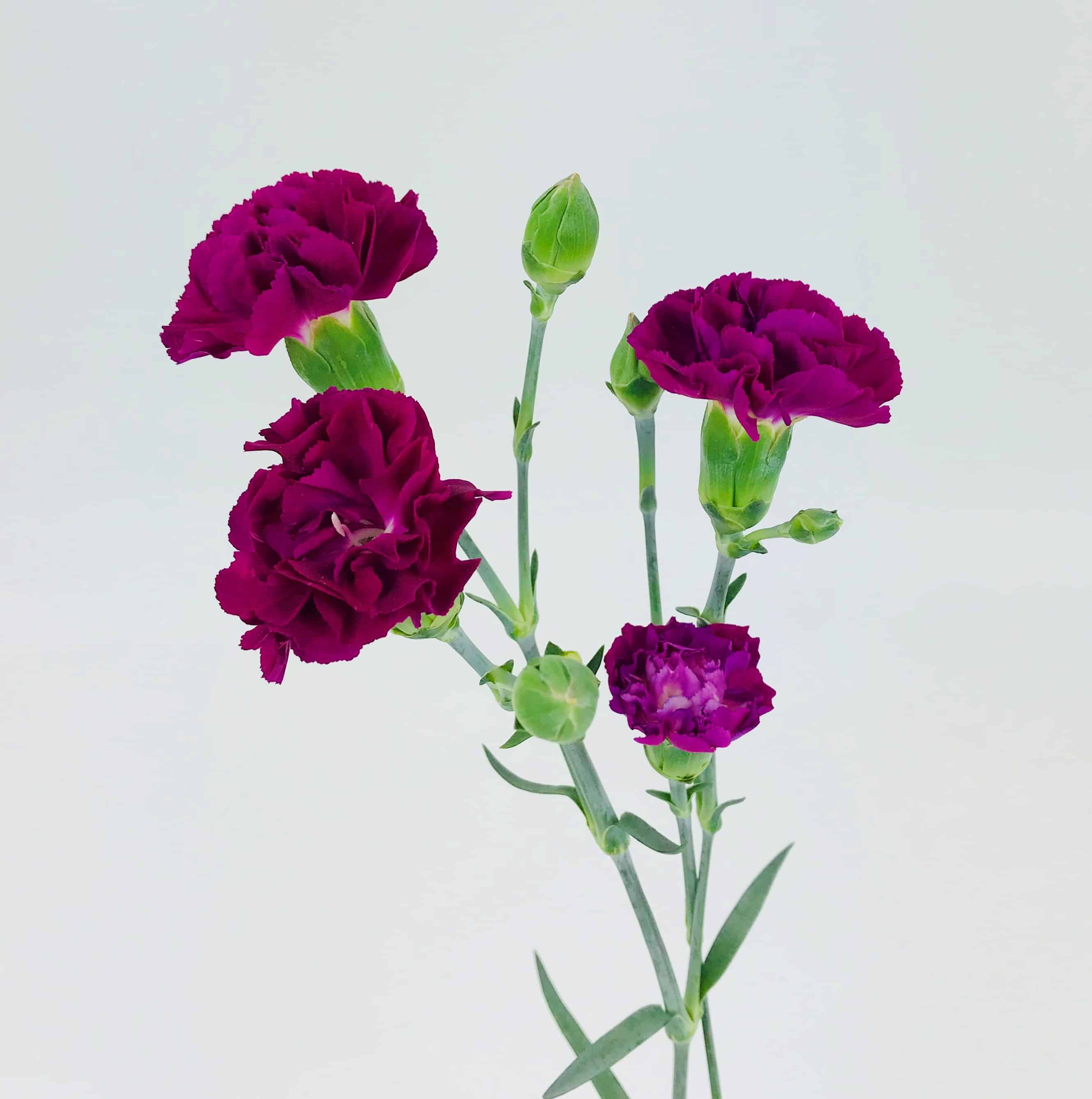 CARNATION MINI PURPLE Wholesale Bulk Flowers Cascade Floral