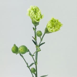 CARNATION MINI GREEN  