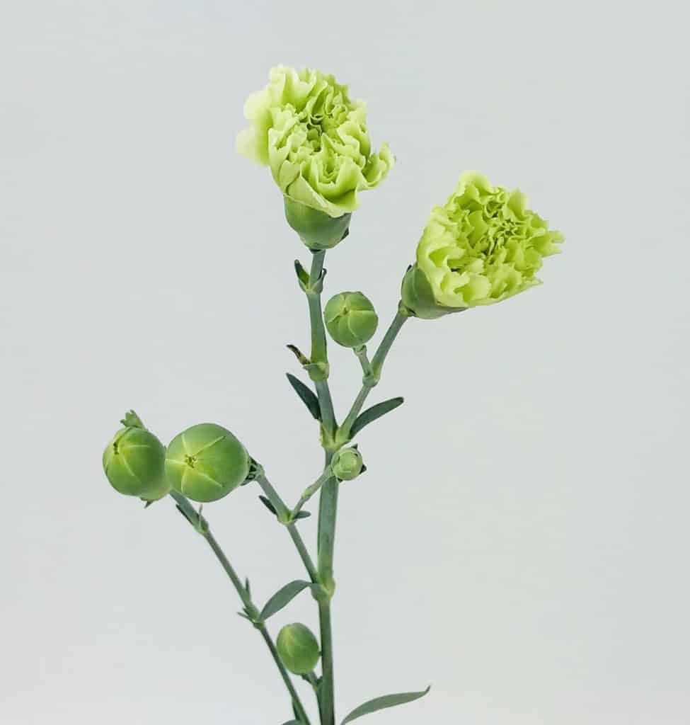 CARNATION MINI GREEN Wholesale Bulk Flowers Cascade Floral