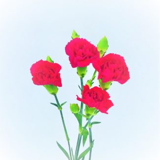 CARNATION MINI HOT PINK  