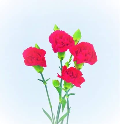 CARNATION MINI HOT PINK  