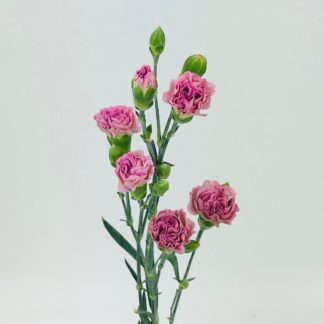 CARNATION MINI  LAVENDER  