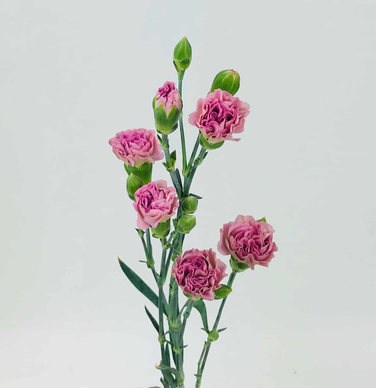 CARNATION LIGHT PINK - Wholesale Bulk Flowers - Cascade Floral