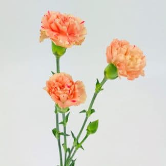 CARNATION MINI LIGHT ORANGE  