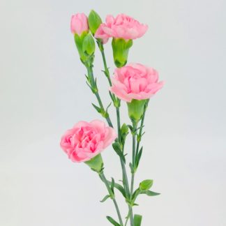 CARNATION LIGHT PINK - Wholesale Bulk Flowers - Cascade Floral