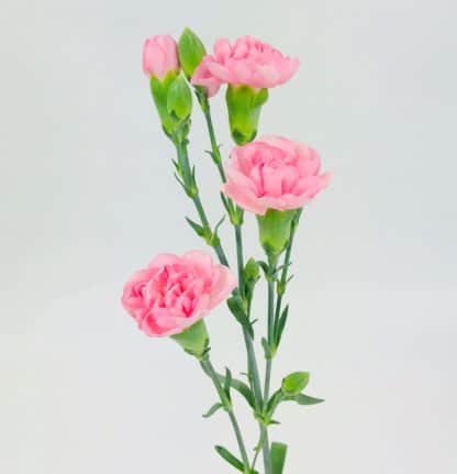 CARNATION MINI LIGHT PINK  