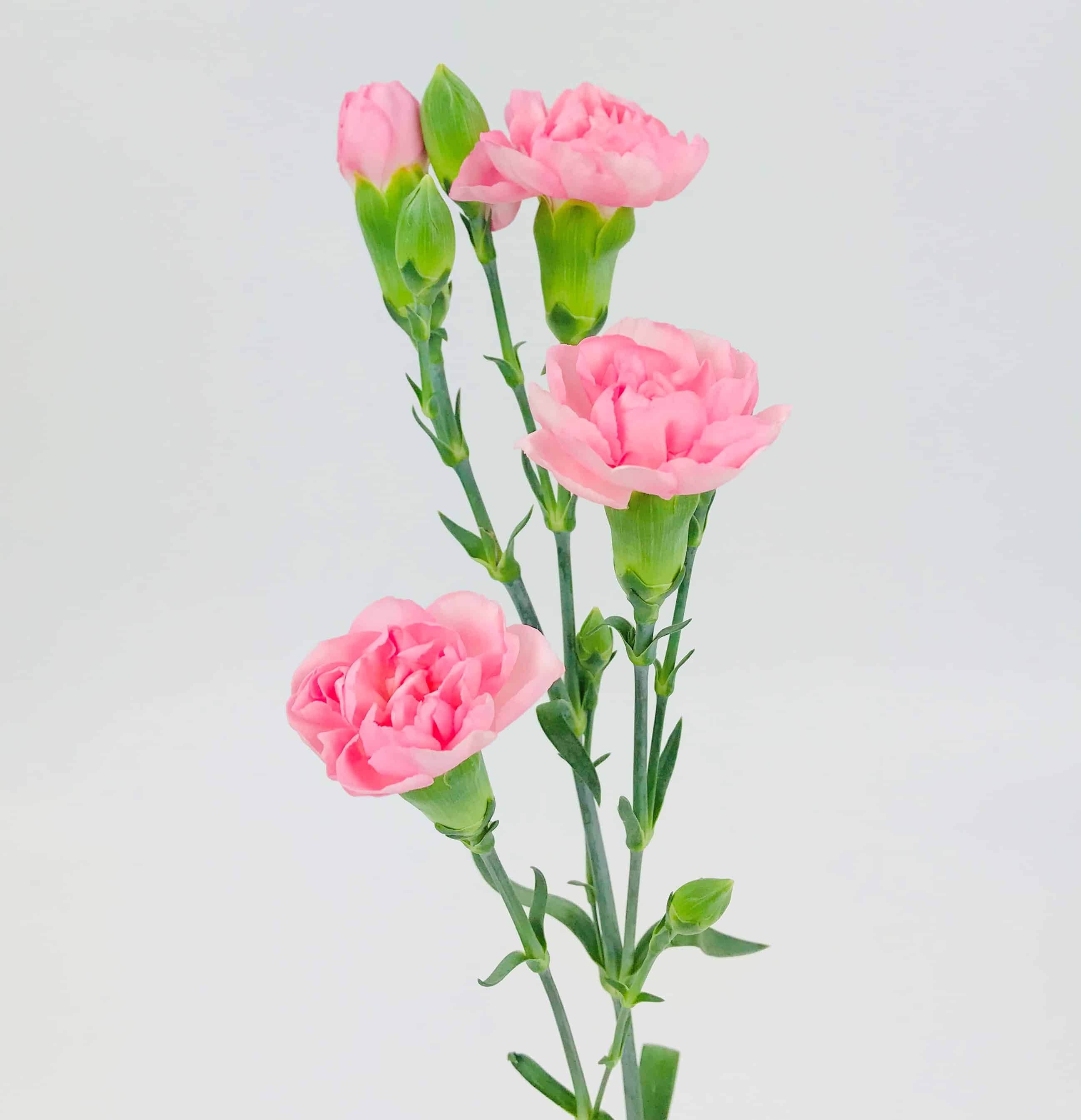 Spray Rose - Light Pink - Wholesale Bulk Flowers - Cascade Floral