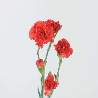 CARNATION MINI ORANGE  