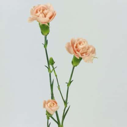 CARNATION MINI PEACH  