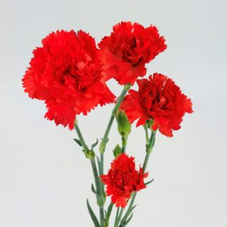 CARNATION MINI  RED  