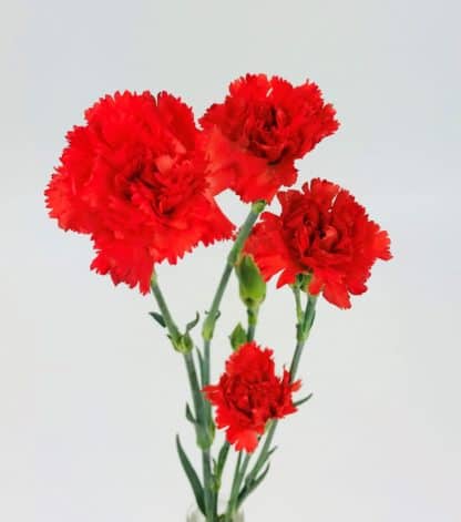 CARNATION MINI RED - Wholesale Bulk Flowers - Cascade Floral