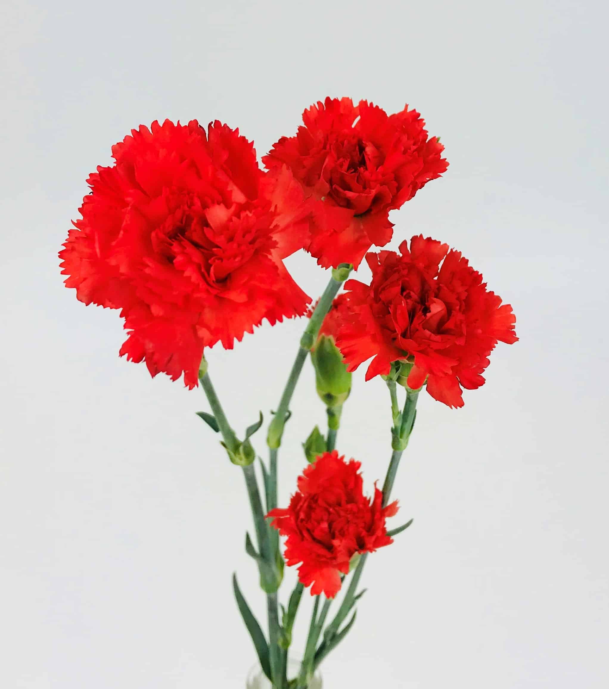 Red Carnation Bouquet