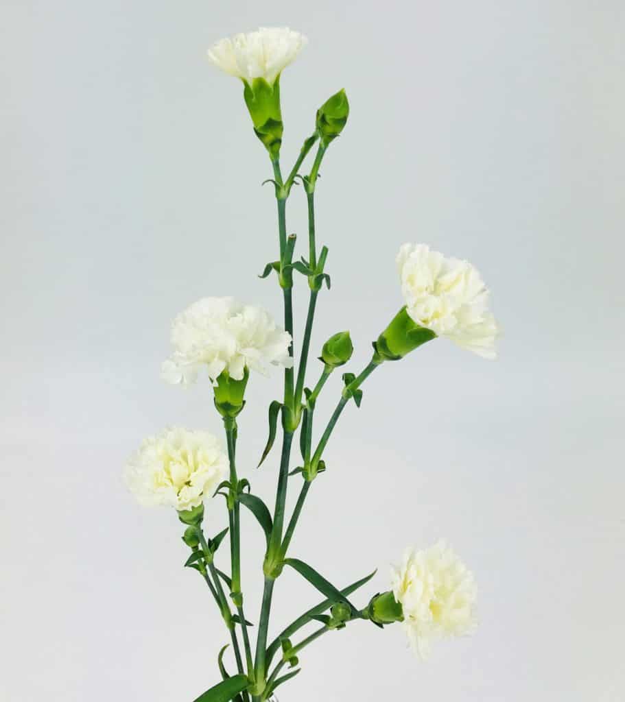 CARNATION MINI WHITE Wholesale Bulk Flowers Cascade Floral