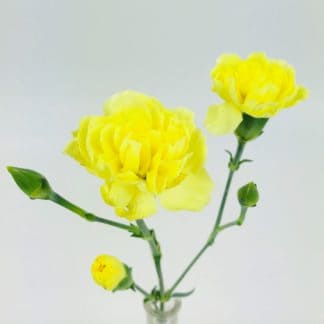 CARNATION MINI YELLOW  