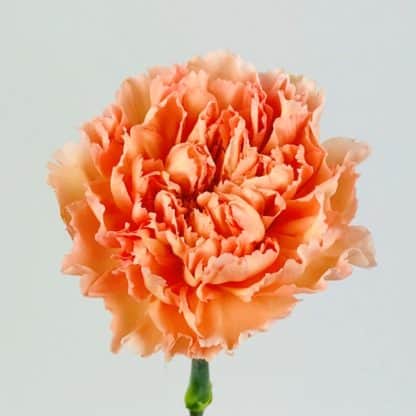 CARNATION PEACH  