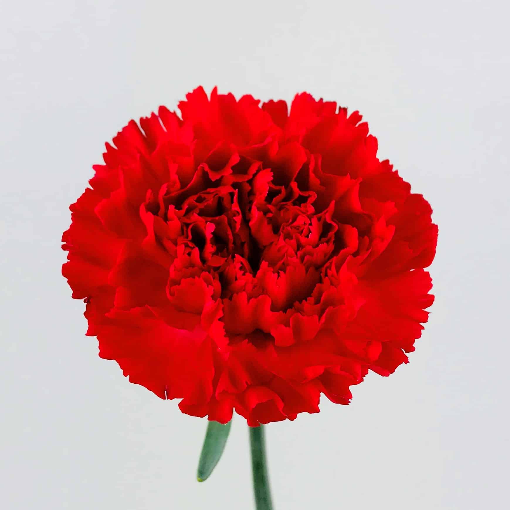 CARNATION RED - Wholesale Bulk Flowers - Cascade Floral