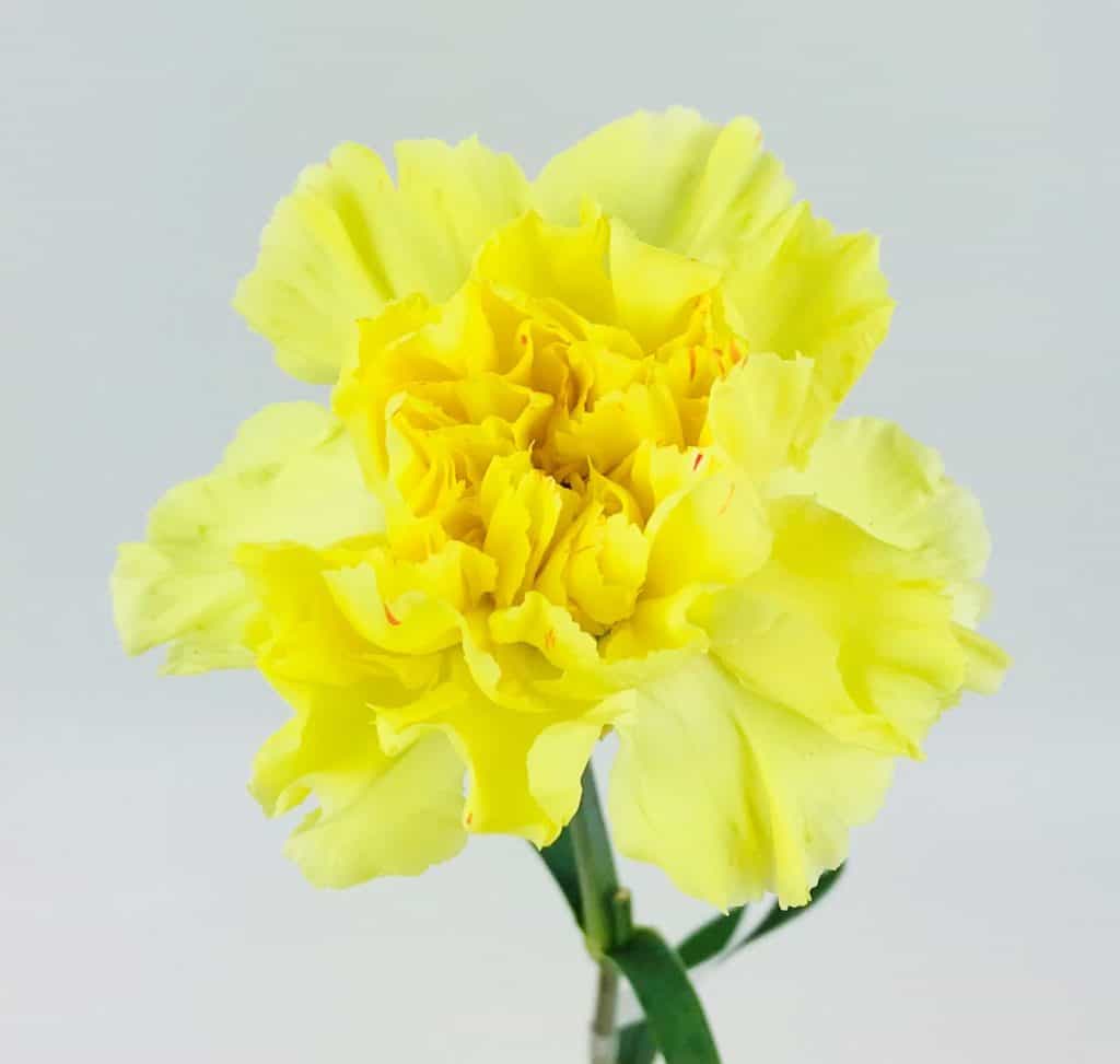 CARNATION YELLOW Wholesale Bulk Flowers Cascade Floral