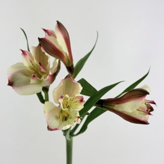 Alstroemeria Peach  