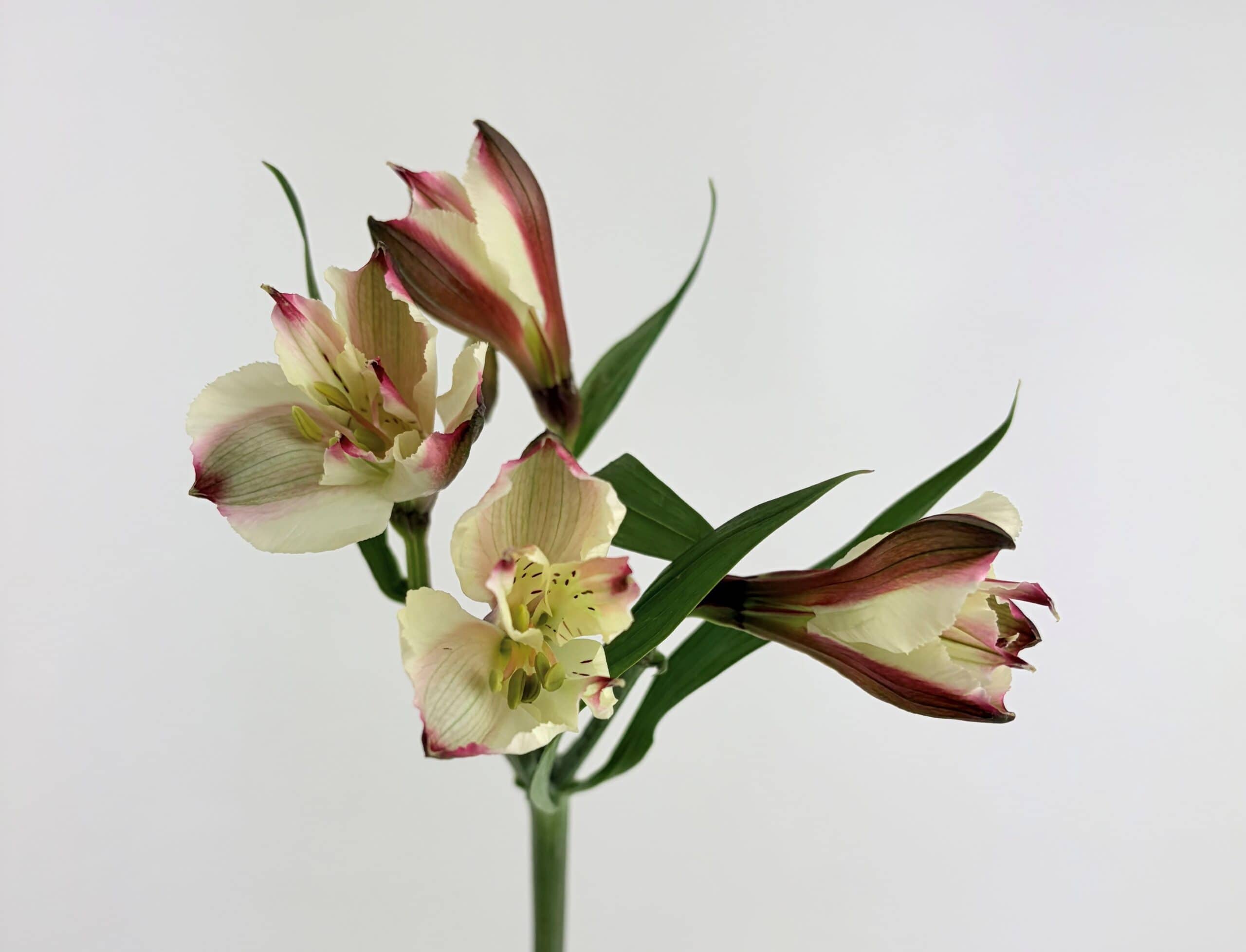 Alstroemeria Peach Alstroemeria Peach