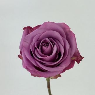 COOL WATER ROSE - 50CM  