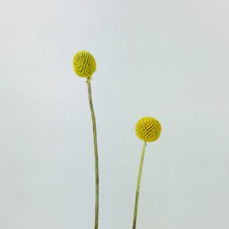 Craspedia - Billy Balls Craspedia - Billy Balls