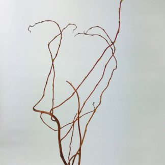 Curly Willow - Tips  