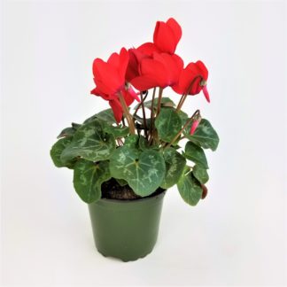 4" CYCLAMEN  