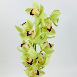 CYMBIDIUM- GREEN CYMBIDIUM- GREEN