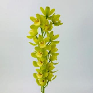 CYMBIDIUM MINI- GREEN  