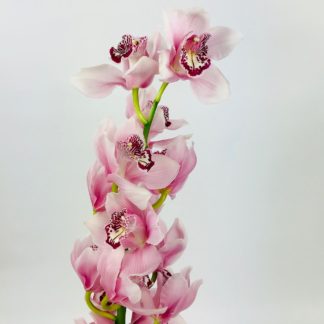 CYMBIDIUM MINI- PINK  