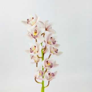 CYMBIDIUM- WHITE/PINK  