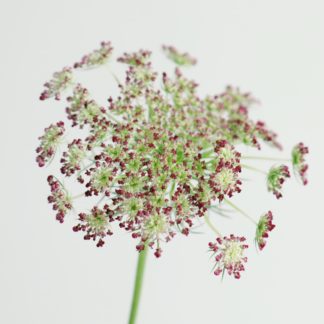 Chocolate Lace Chocolate Lace