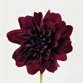 Dahlia - Burgundy Dahlia - Burgundy