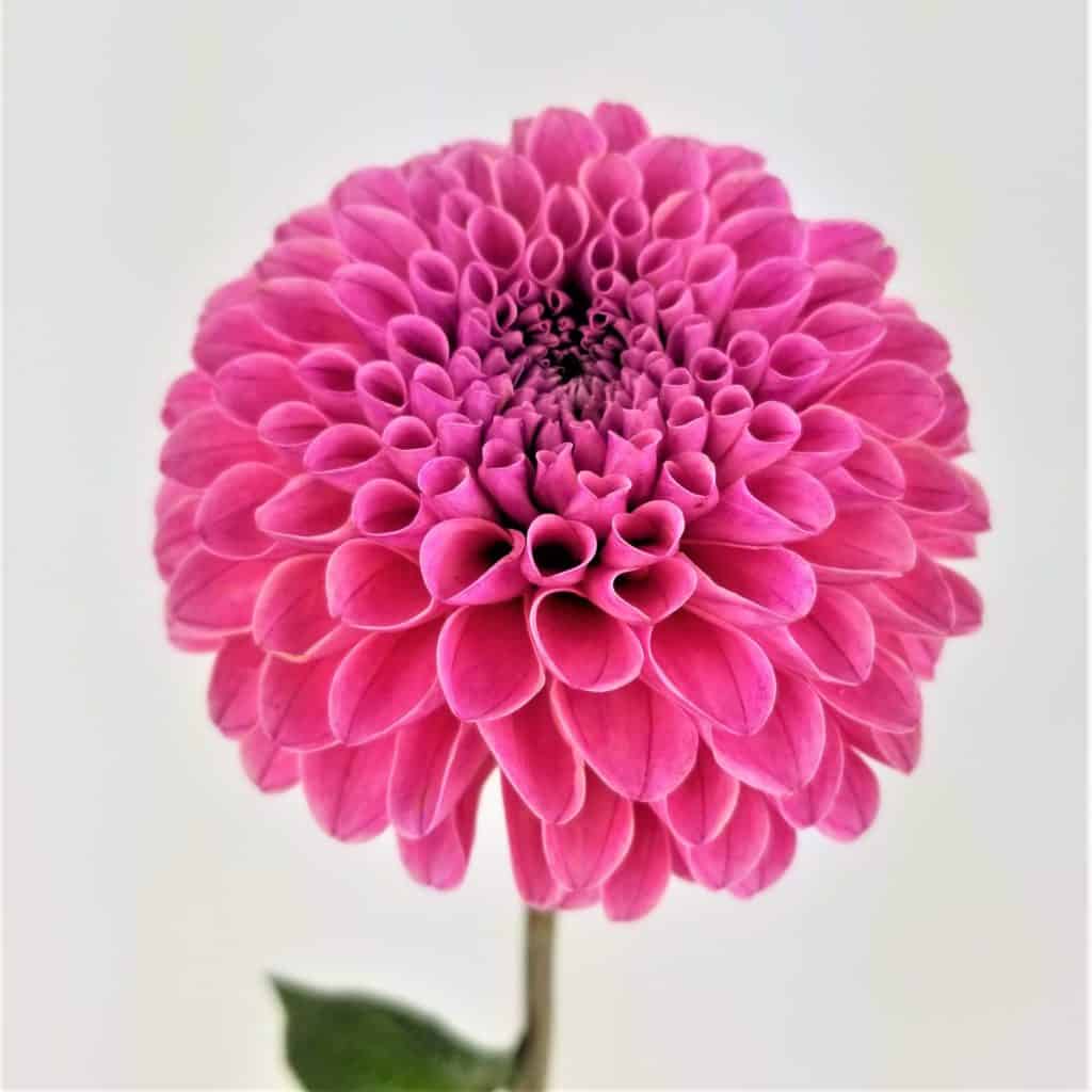 Dahlia Hot Pink Wholesale Bulk Flowers Cascade Floral