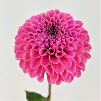Dahlia - Hot Pink Dahlia - Hot Pink