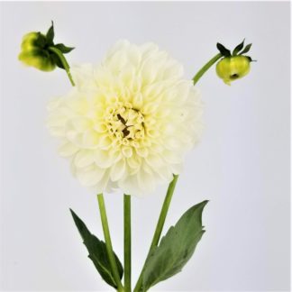 DAHLIAS- WHITE BALL DAHLIAS- WHITE BALL