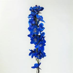 blue delphinium