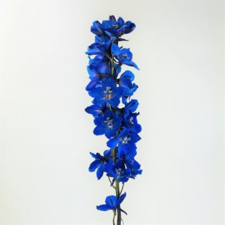 Delphinium