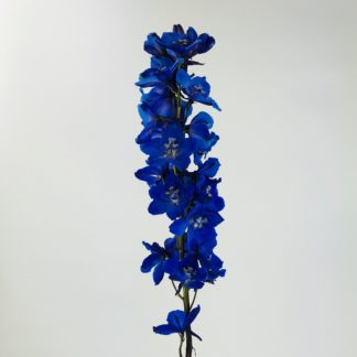 DELPHINIUM - DARK BLUE  