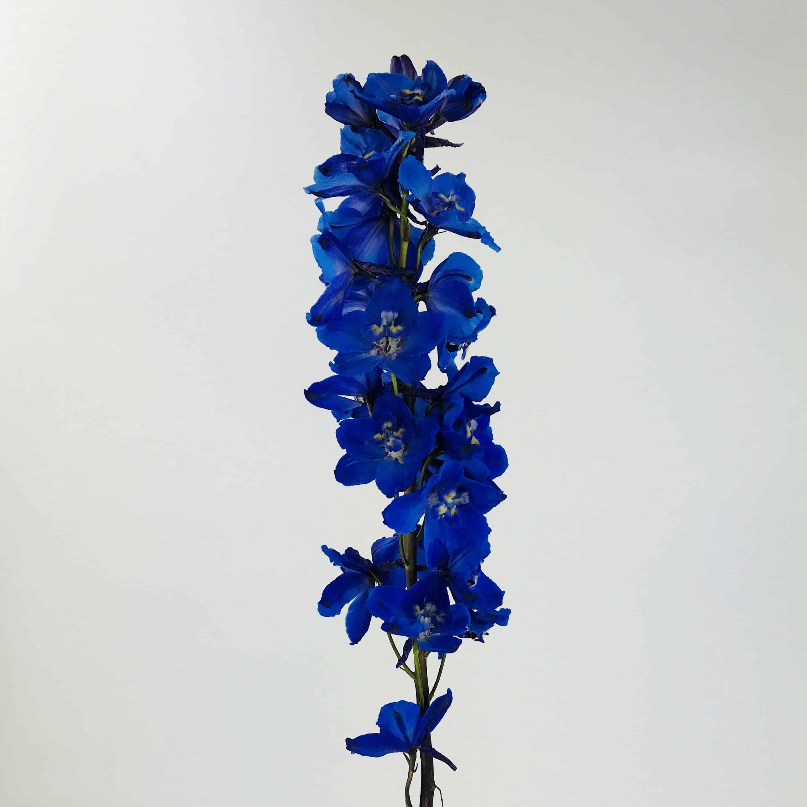 Image of Delphinium blue flower