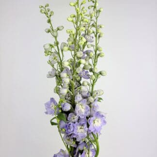DELPHINIUM HYBRID - LIGHT PURPLE DELPHINIUM HYBRID - LIGHT PURPLE