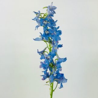 DELPHINIUM- HYBRID- LIGHT BLUE DELPHINIUM- HYBRID- LIGHT BLUE
