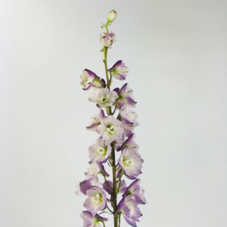 DELPHINIUM HYBRID - LIGHT PURPLE DELPHINIUM HYBRID - LIGHT PURPLE