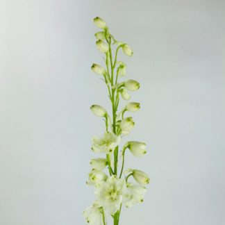 DELPHINIUM HYBRID - WHITE DELPHINIUM HYBRID - WHITE