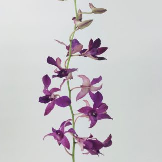 Hawaiian Dendrobium Orchid Purple  