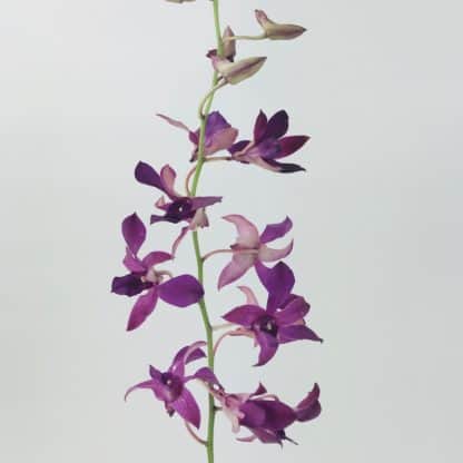 Hawaiian Dendrobium Orchid Purple  