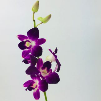 DENDROBIUM THAI ORCHID PURPLE  