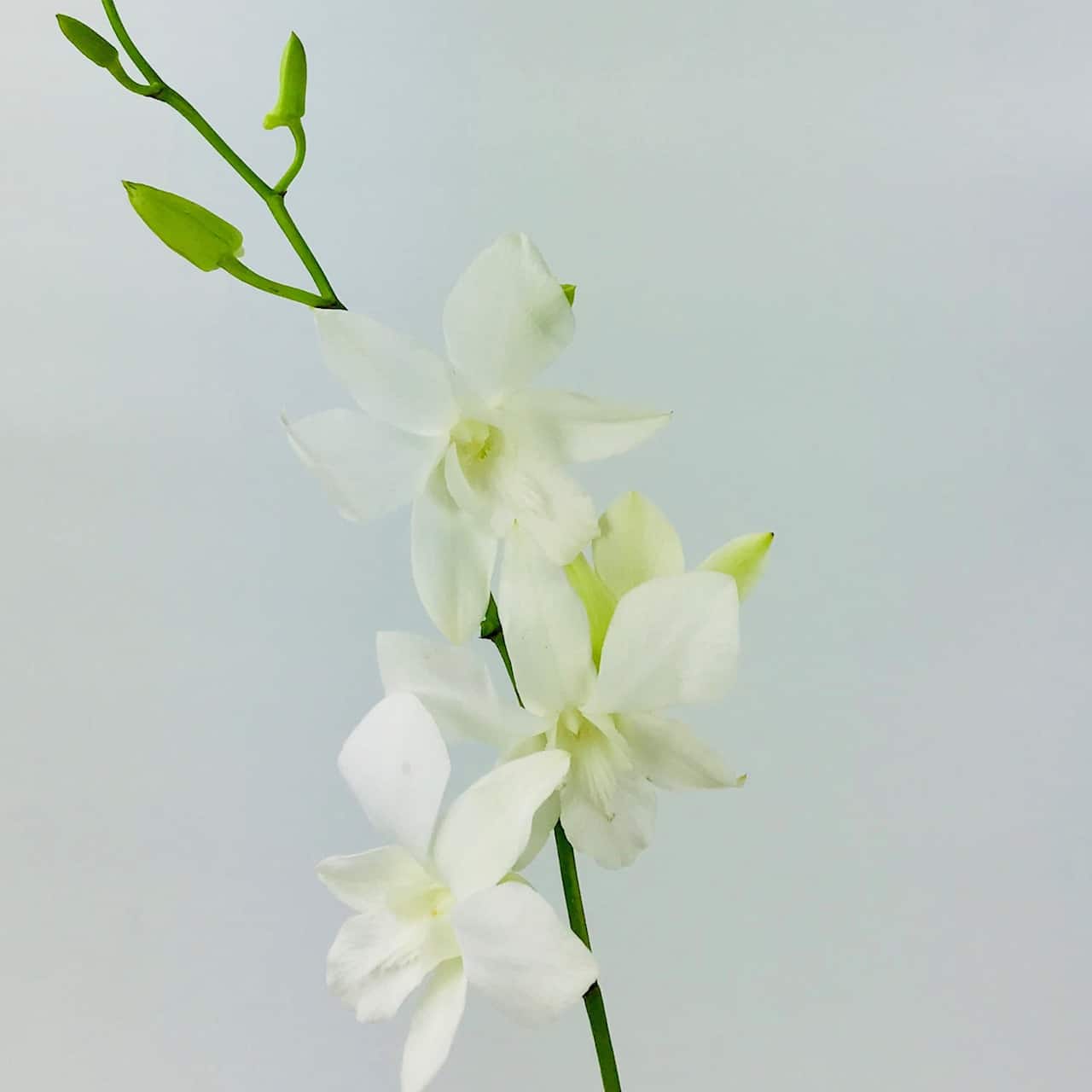 Thai orchids on sale